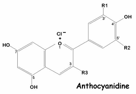 Anthocyanidin